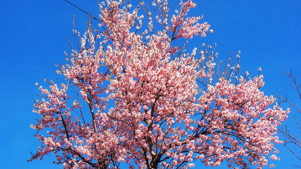Бадемова пролет
