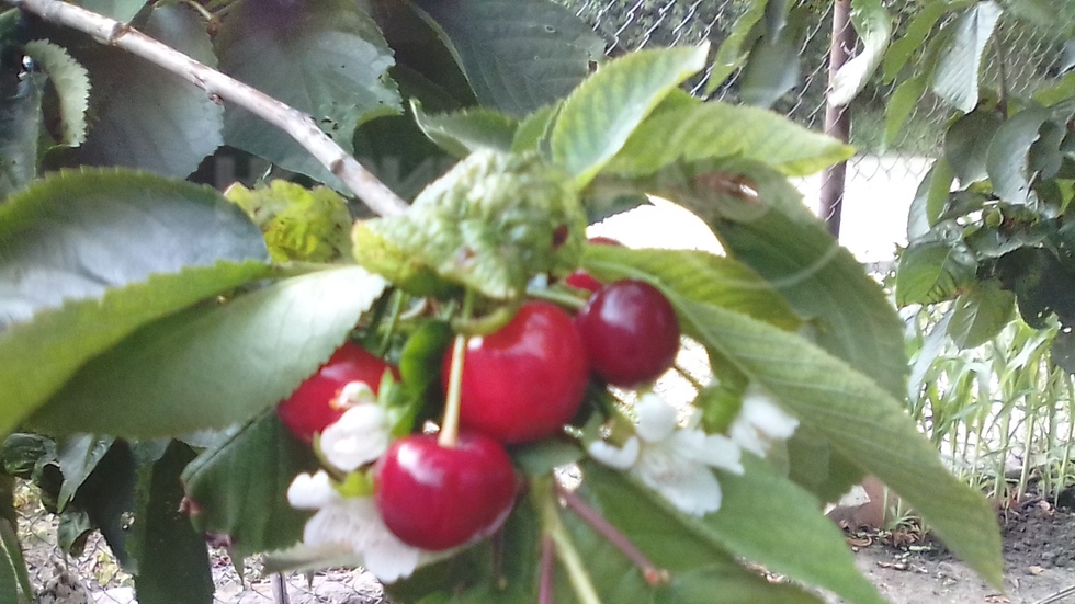 Изненада в градината