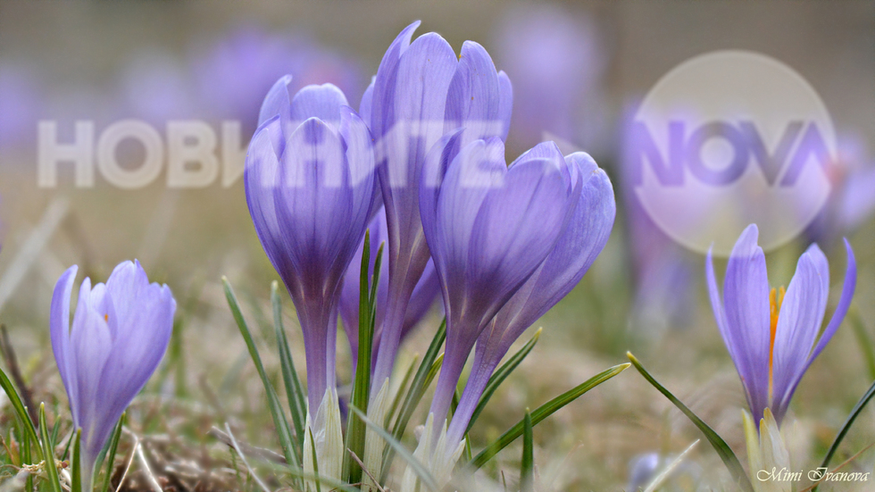 Есенни минзухари