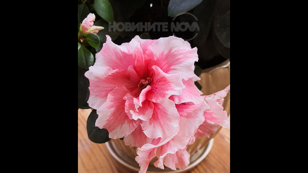 Розова есен...