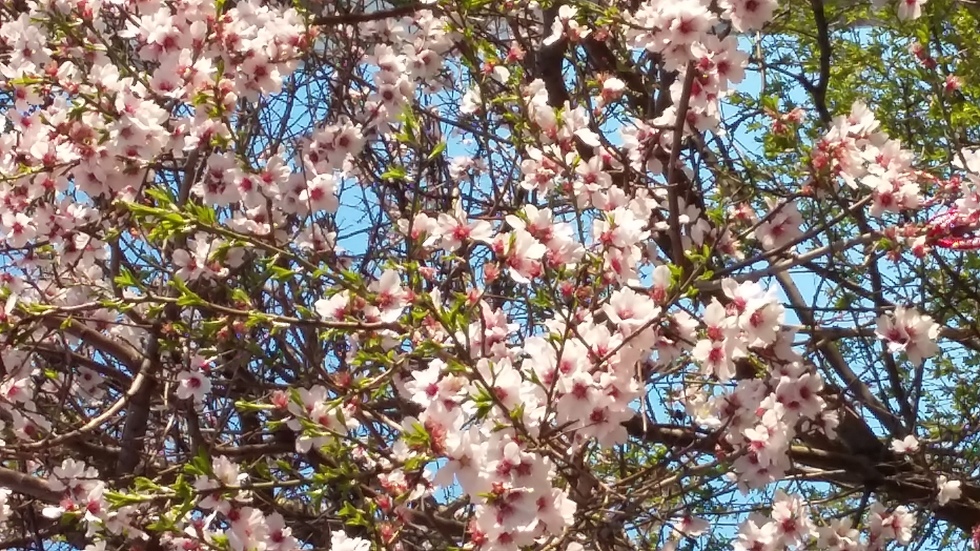 Пролетна красота