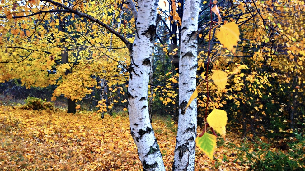 Нежна брезичка в златната есенна гора