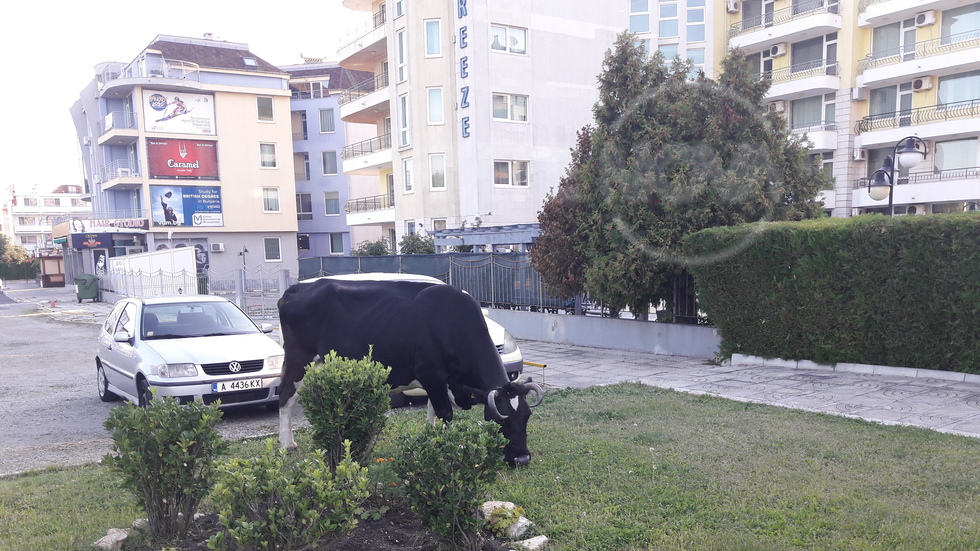 Време е и кравичката да си похапва!