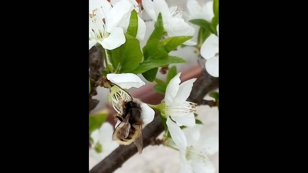 Пролет в Трявна