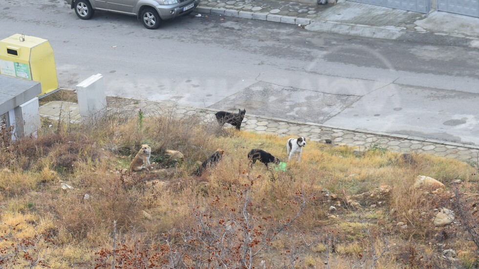 Глутници кучета в Благоевград