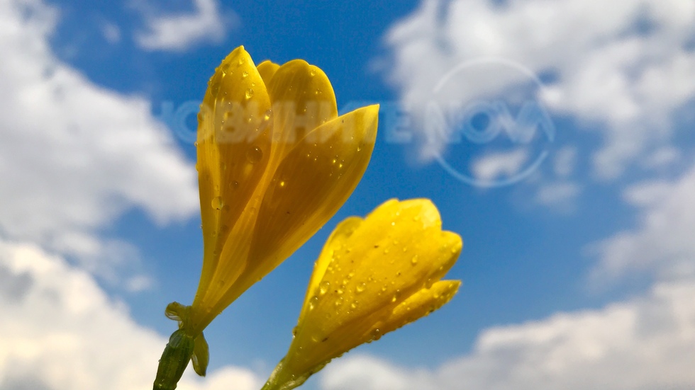 Слънчеви минзухарчета след есенния дъжд