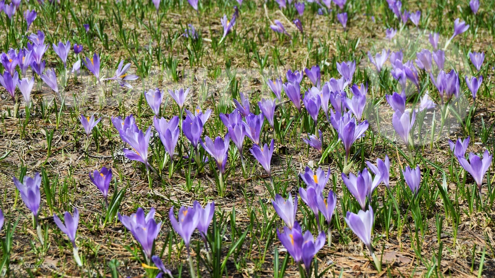 Минзухарена полянка в Рила планина