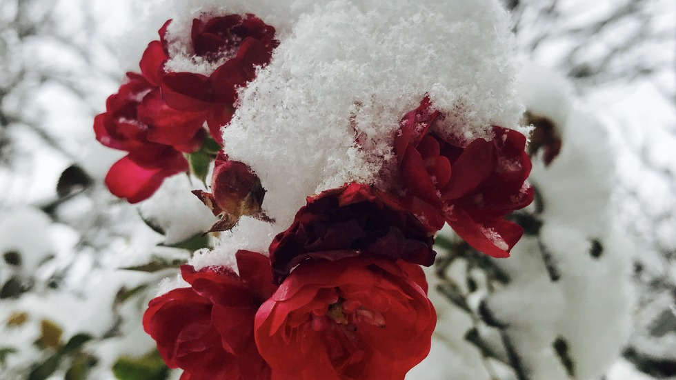 Снежно утро в Кюстендил