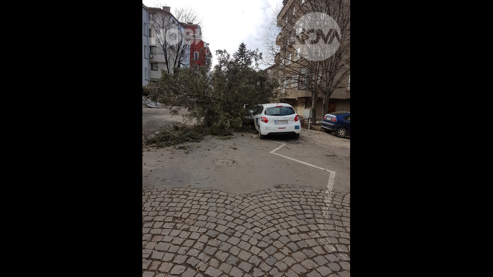 Паднало дърво