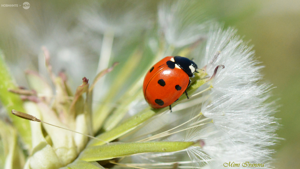 Усмихнат ден, приятели! :-)