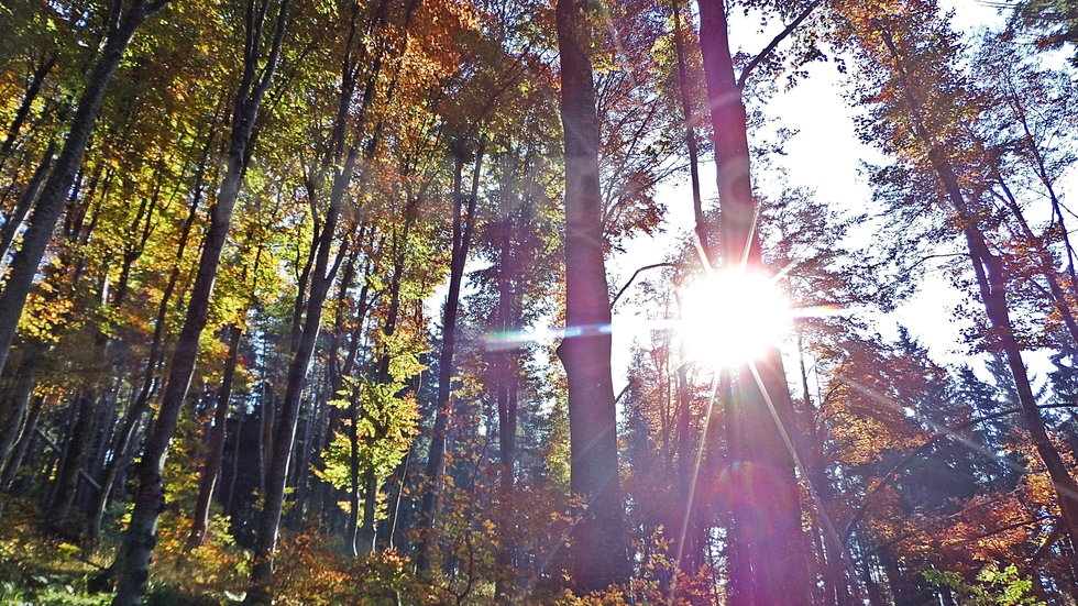 Слънчева нова седмица