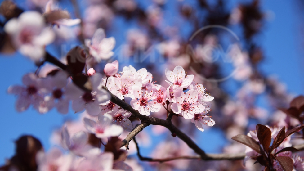 Да покажем всичко красиво от пролетта