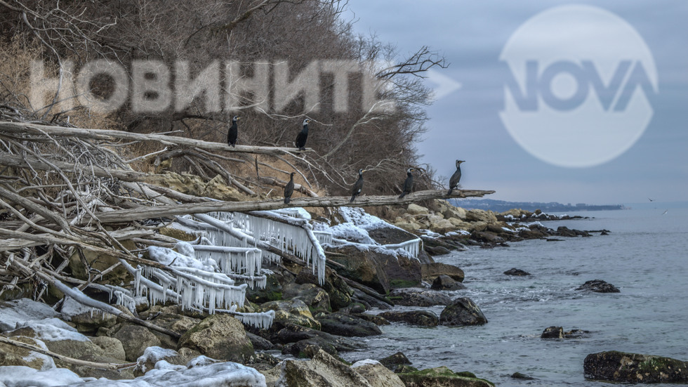 Корморани по заледените дървета