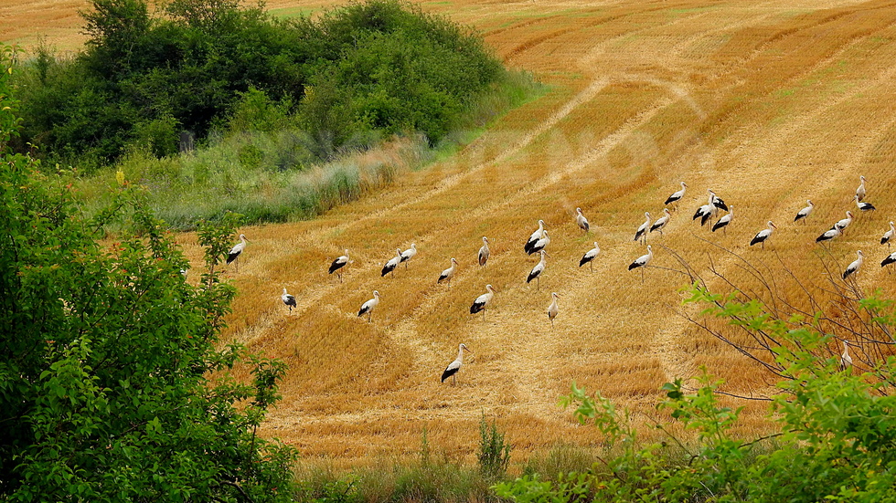Лятно, лудогорско пано!