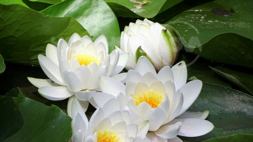 Времето на водните лилии