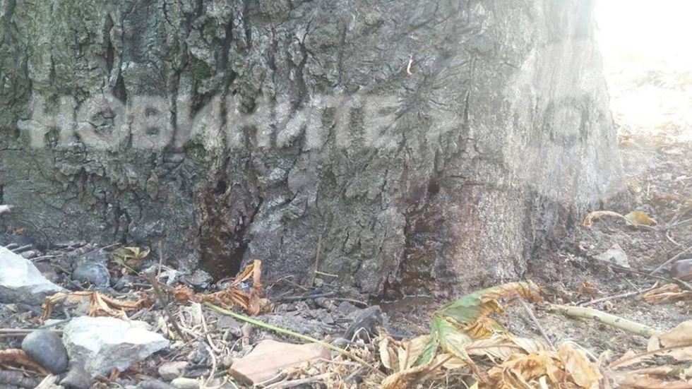 Убиване на дървета в София
