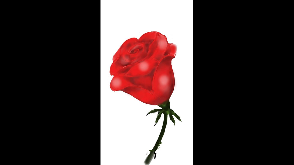 Най-красивата роза, нарисувана с пръсти на телефона за NOVA