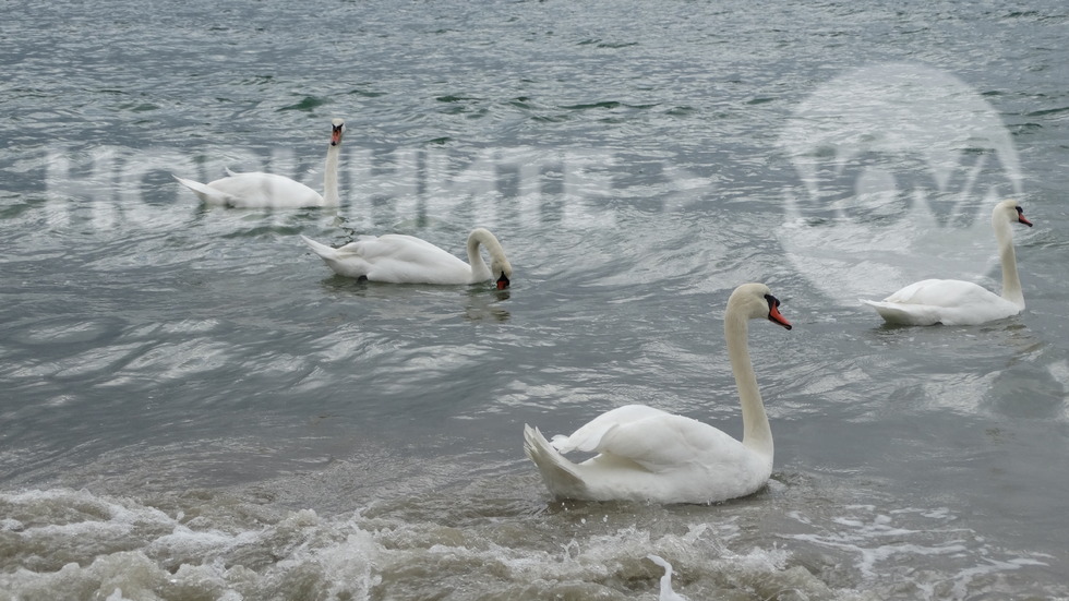 Лебедите на Варна