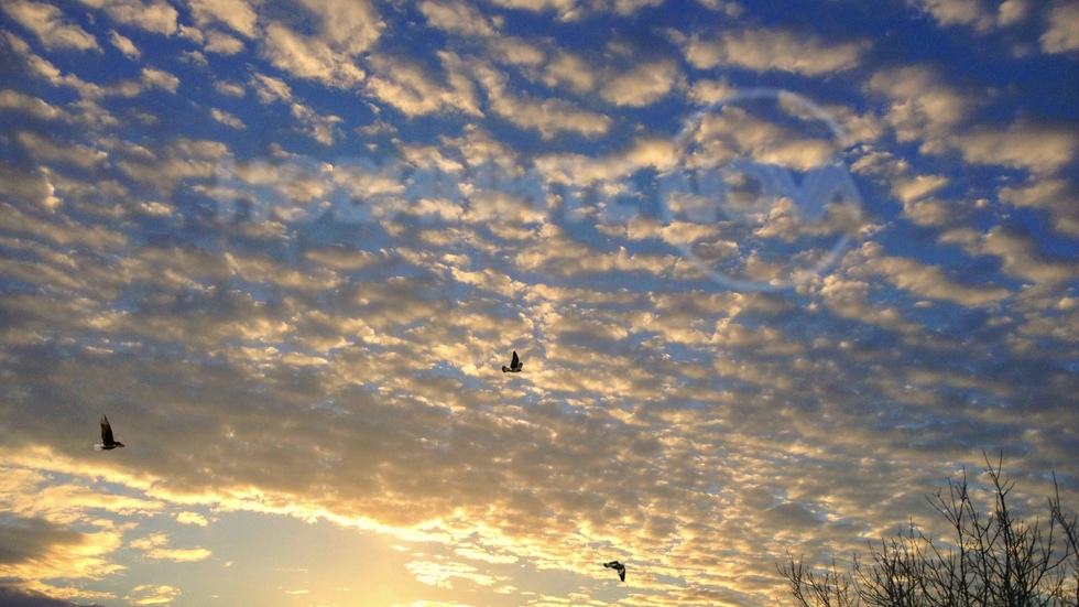 Полет на гълъби в утринното небе