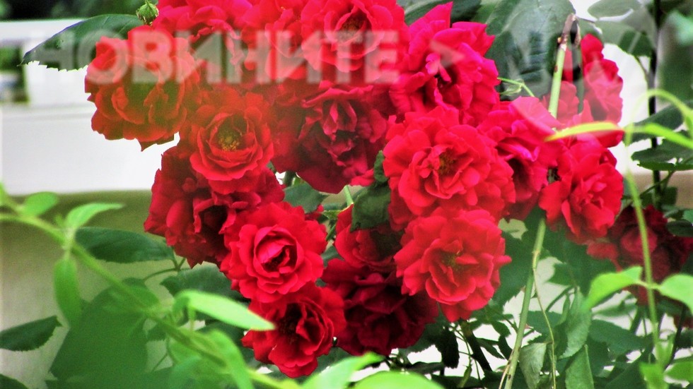 Червени рози