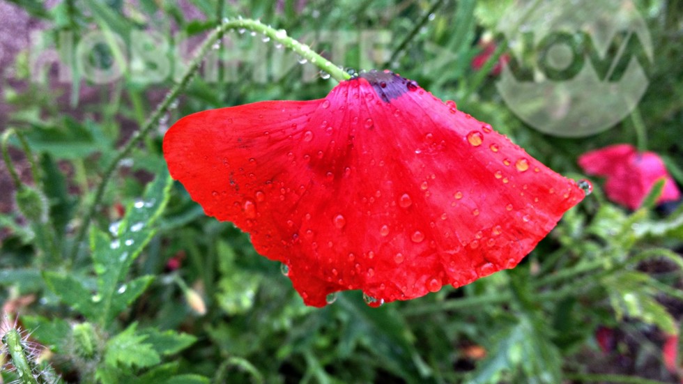 Нежно макче под майския дъжд