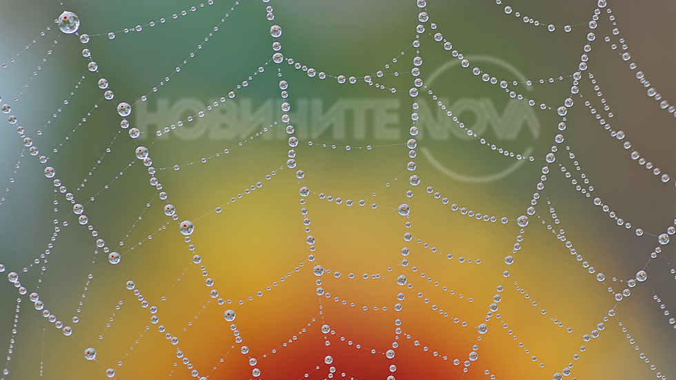 Капчици нежност, родени в утринна мъгла