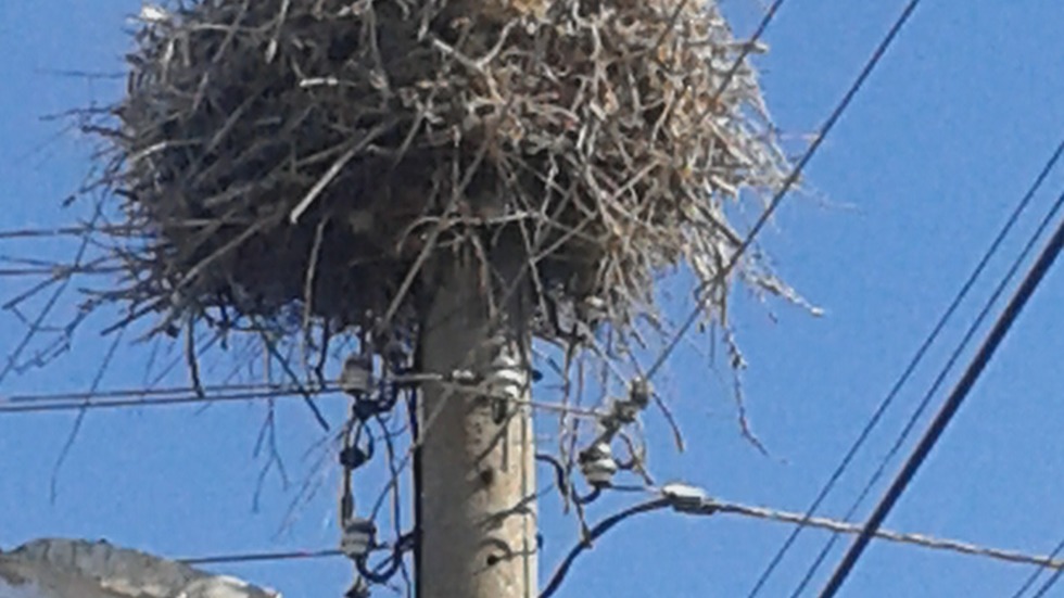 Унищожени щъркелови гнезда
