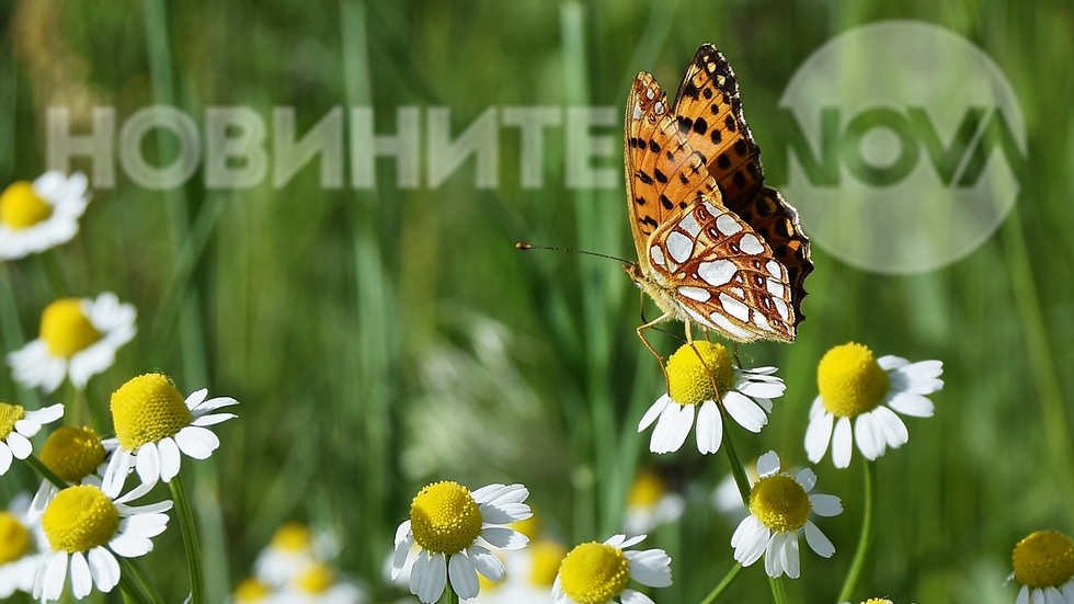 Цветовете на лятото в моите крилца