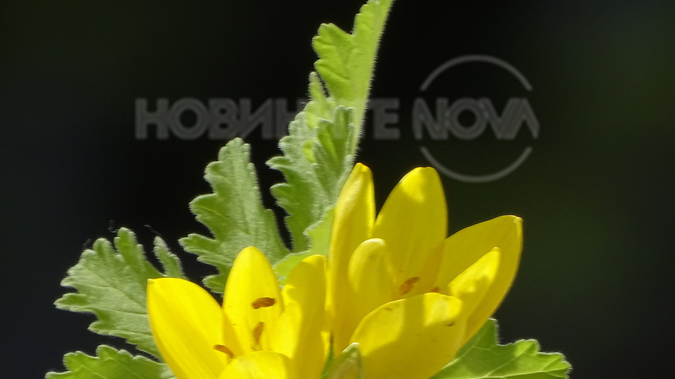 Есенни минзухари