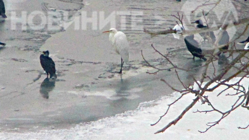 Чапли, корморани и диви патици в Янтра