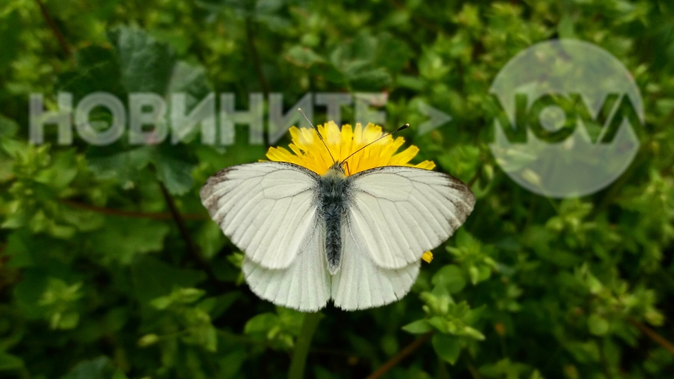 Бяла пеперуда