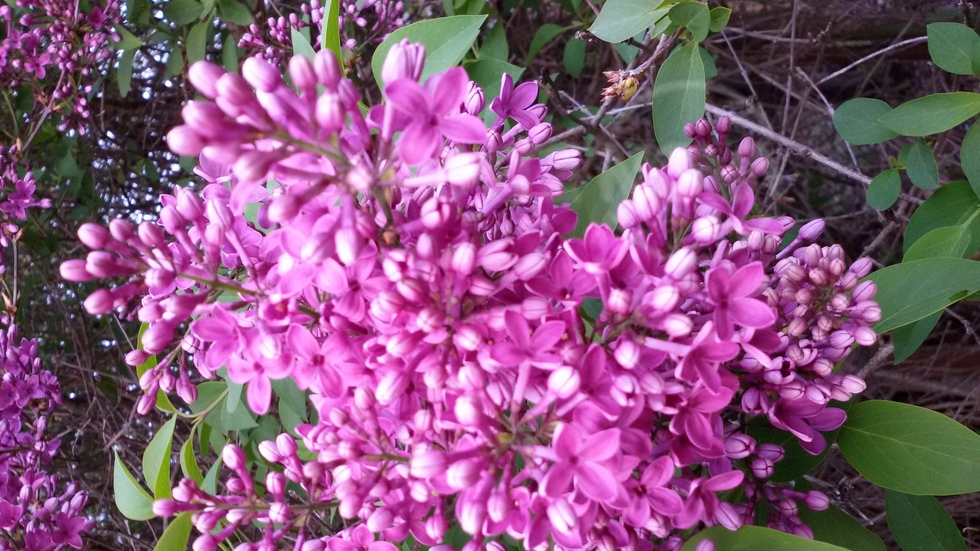 Ухае на люляци ☺!