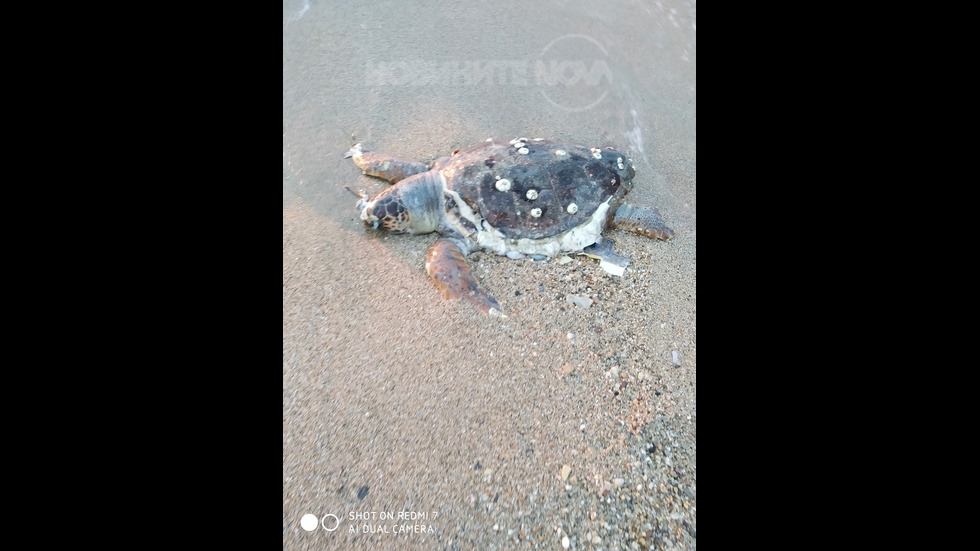 Гигантска костенурка