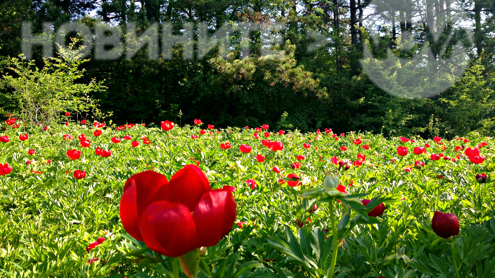 Дивите божури в Скобелев парк, Плевен
