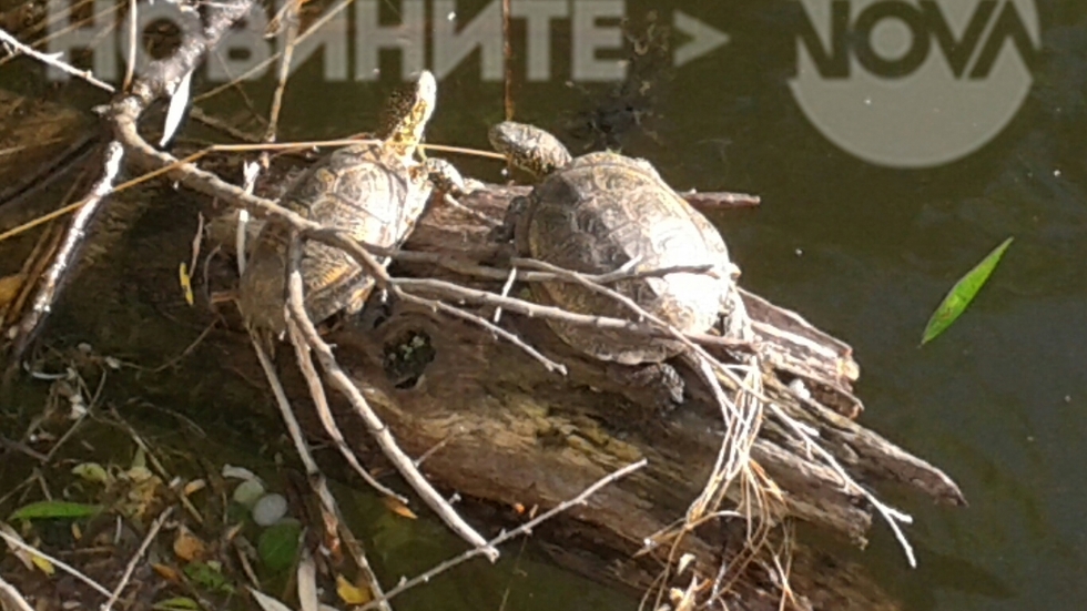 Влюбени костенурки