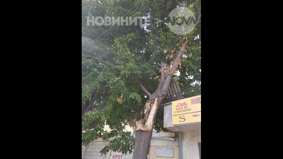Опасно дърво в Добрич
