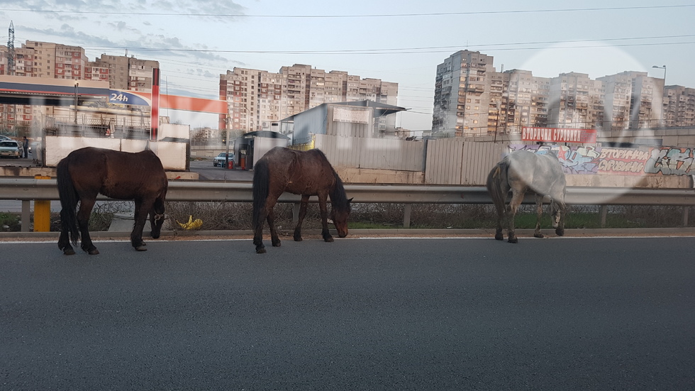 Безпризорни коне на околовръстното шосе на София