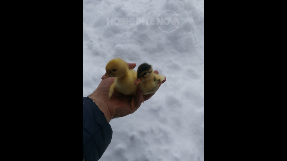 Снимка за прогнозата за времето