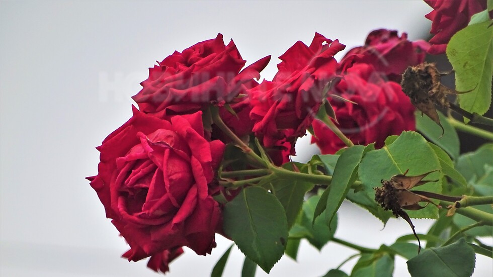 Все още цъфтят!