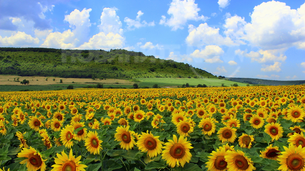 Юлско утро на село