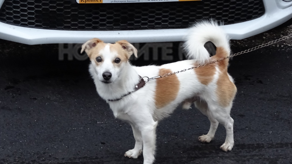 26 август - Световен ден на кучето!