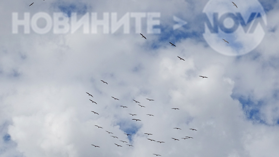 Ято пеликани в облачното небе край Бургас