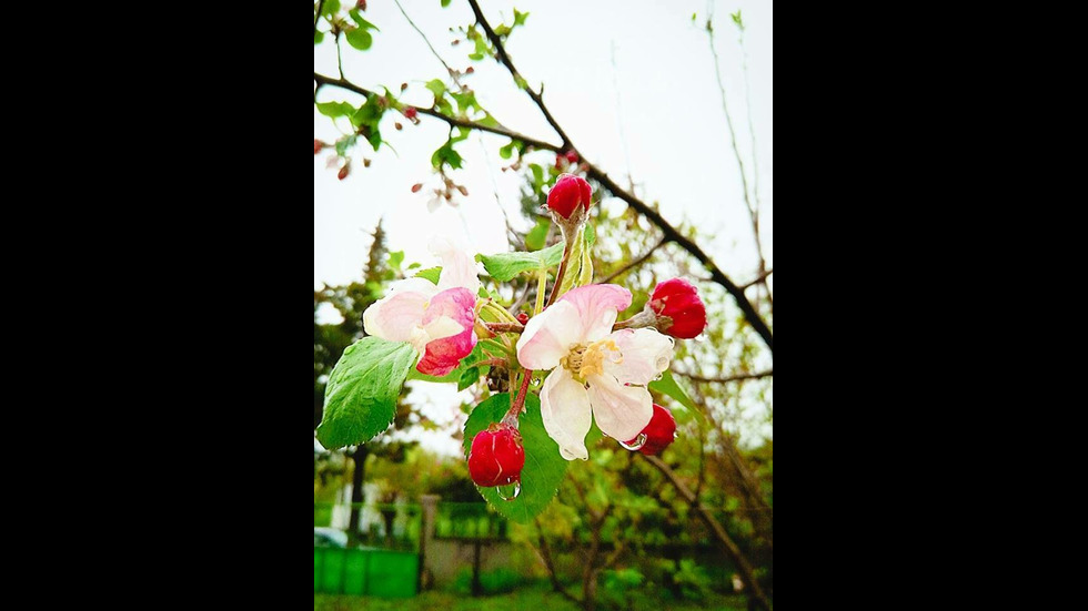 Цветен дъжд в село Никола Козлево