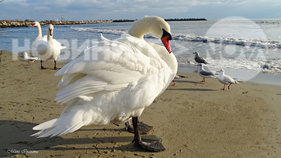 Порадвайте им се, макар и на снимка, приятели от Нова ТВ!