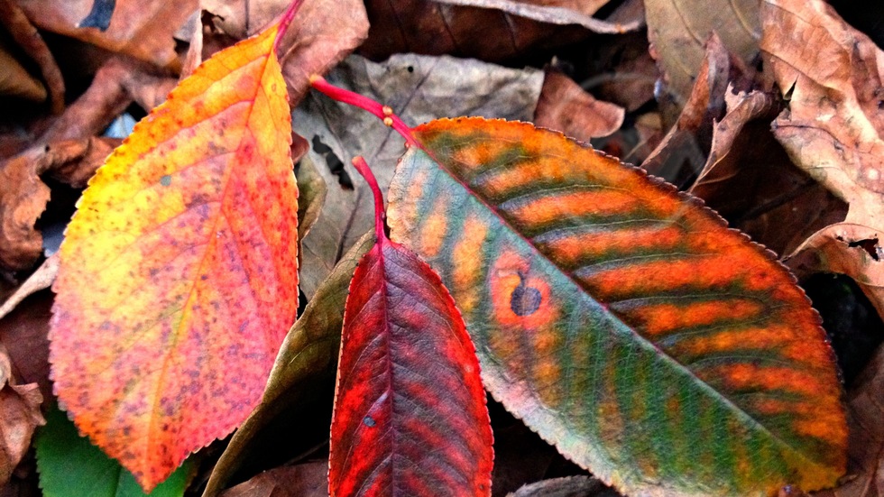 Под четката на Есента