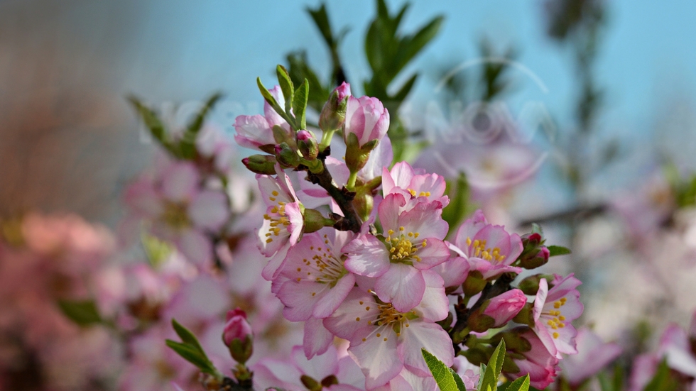 Пролет в розово