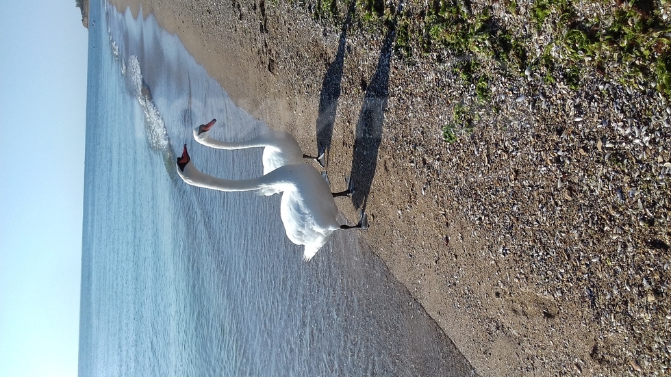 Красиви лебеди на брега на морето