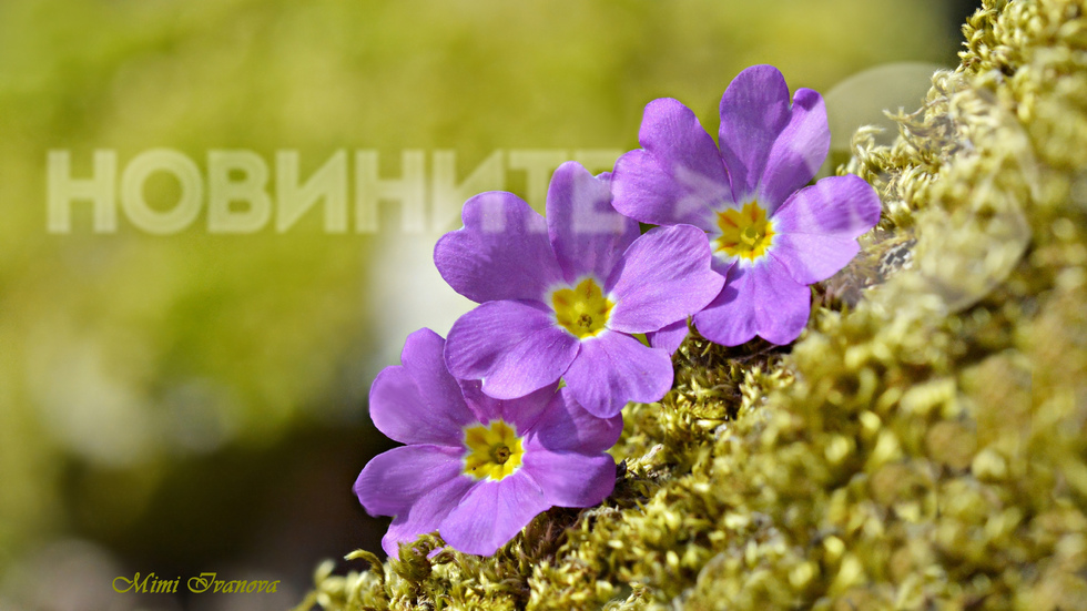 Пролетна горска красота..