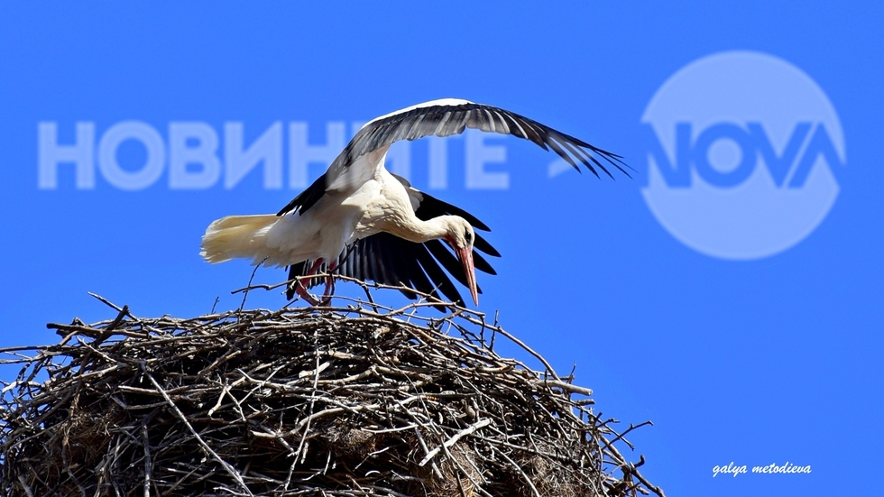 Щъркелите дойдоха