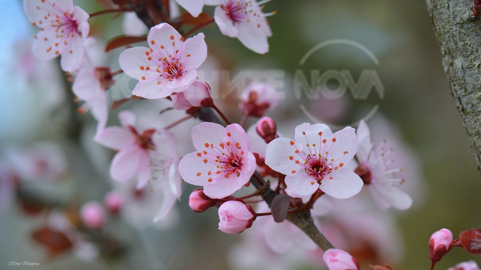 Свежо пролетно настроение..